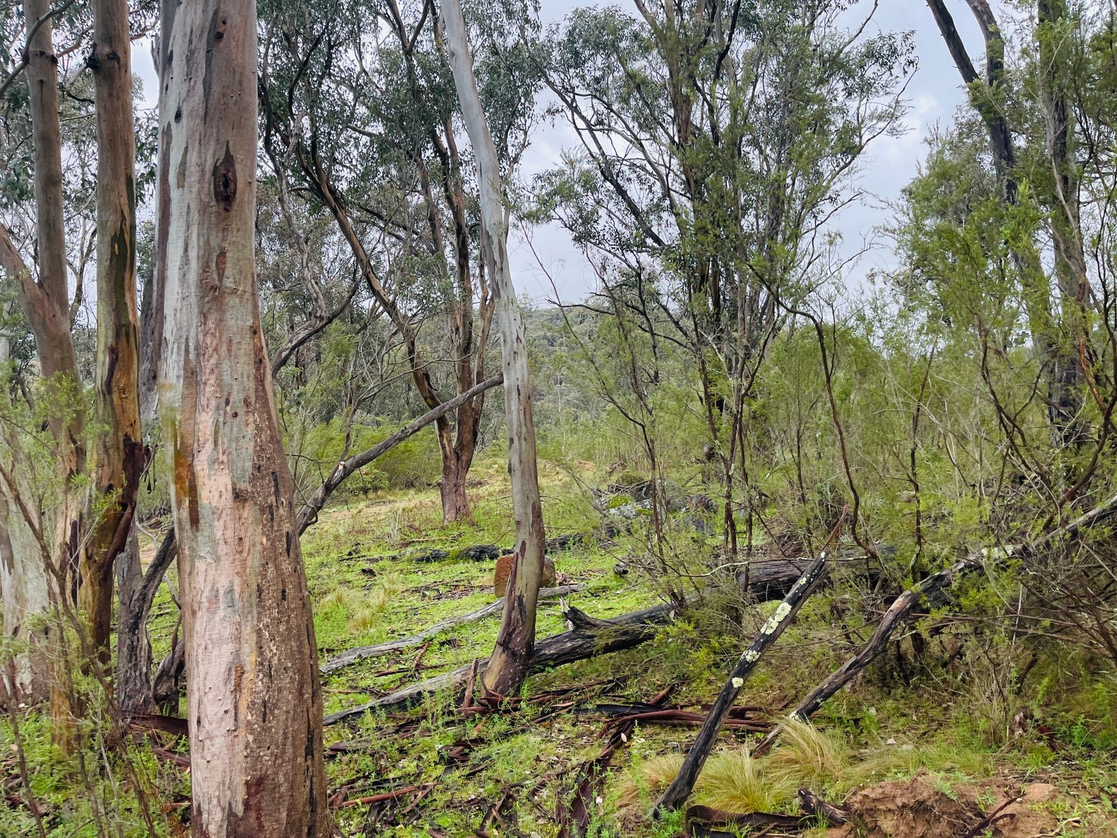 Native eucalypt woodland