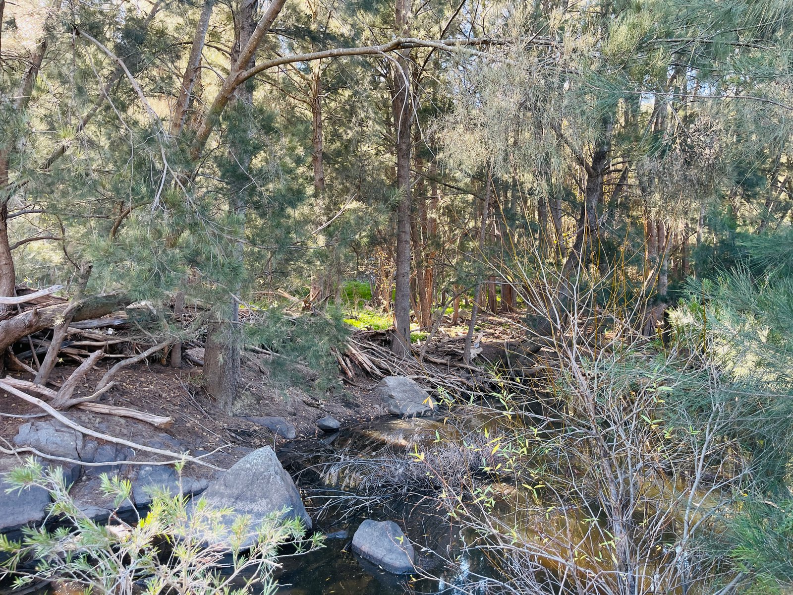 River red gums