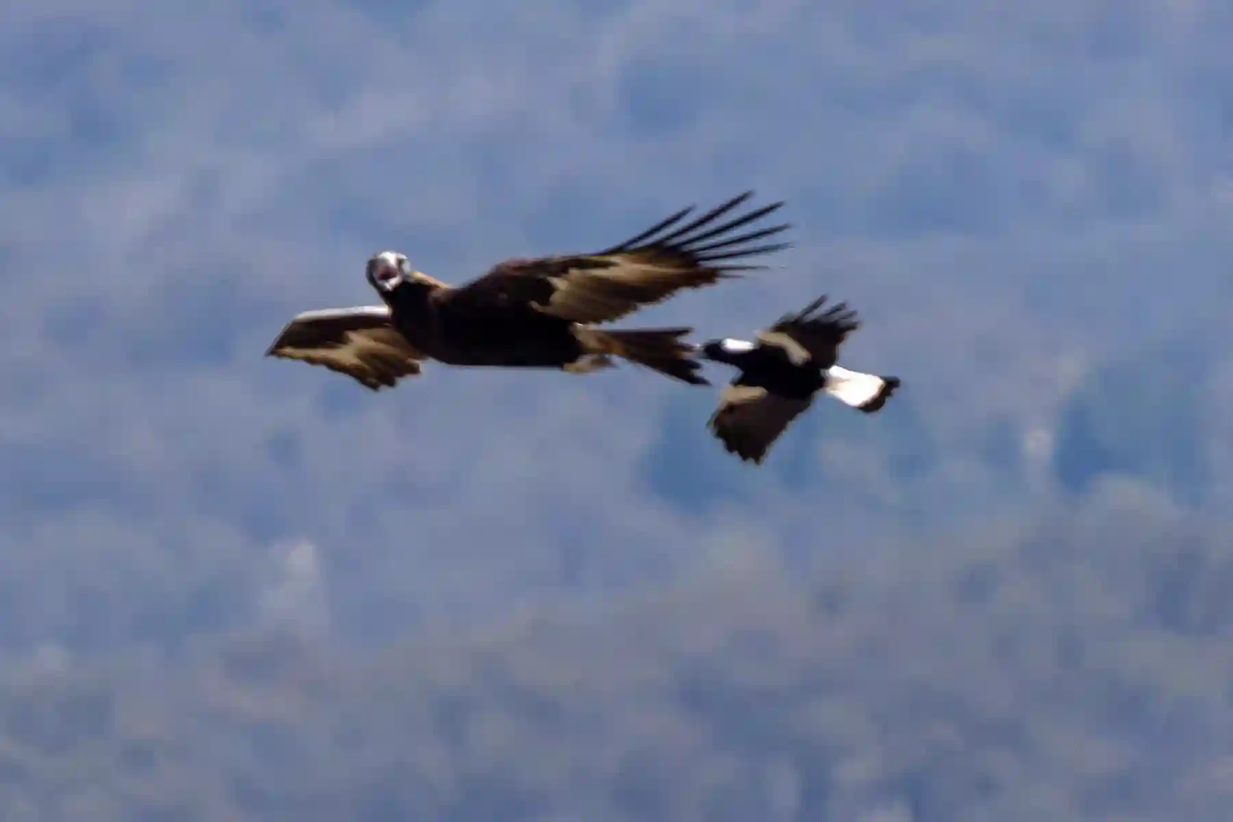 Wedge-tailed eagles above the property