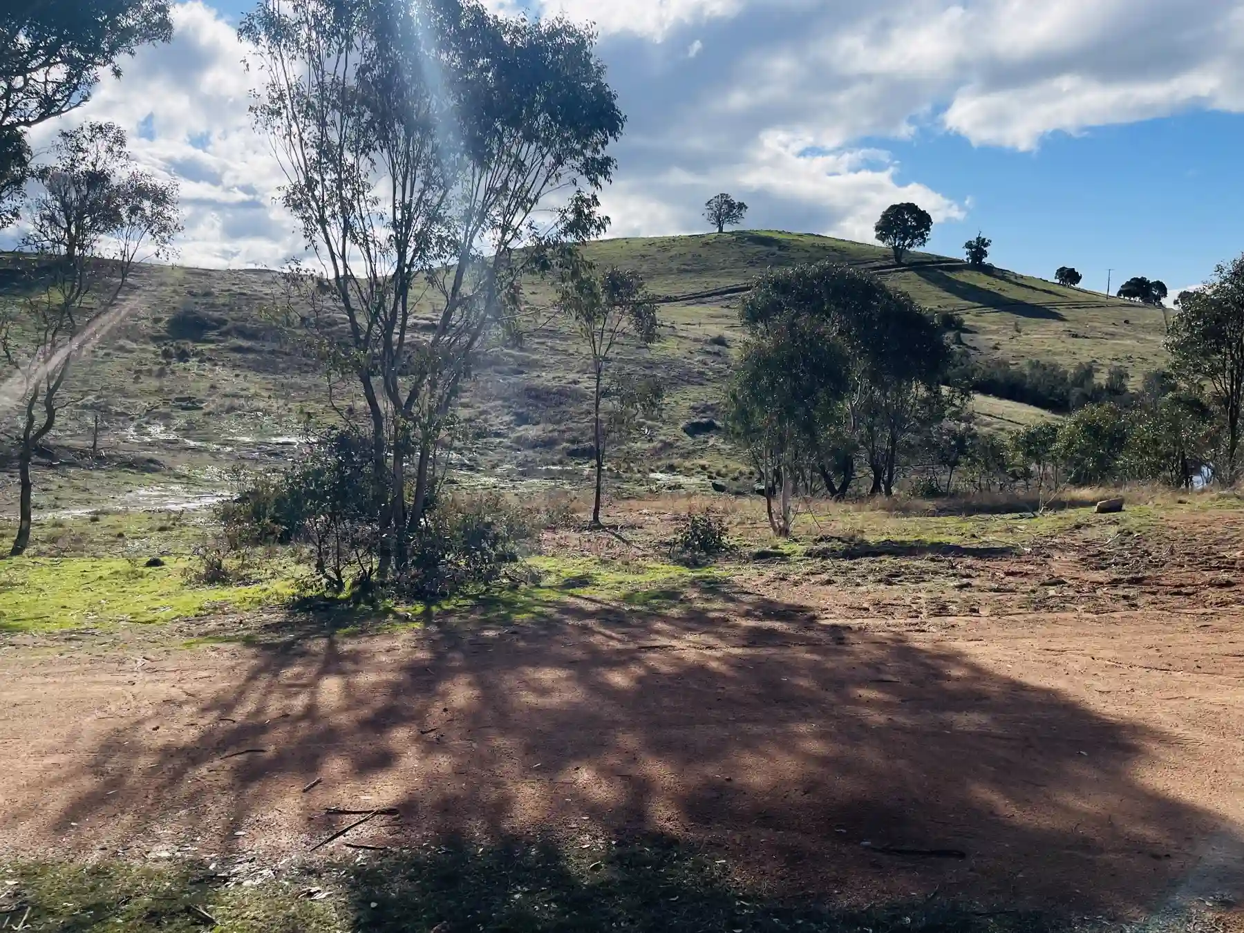 Open hillside and a lone paddock tree