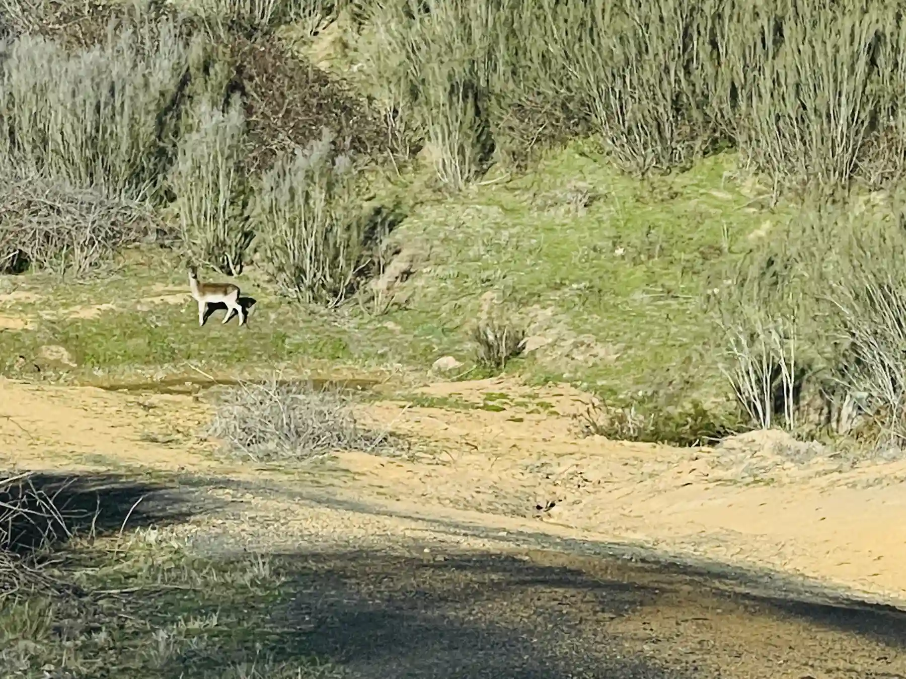 A kangaroo in the native scrub