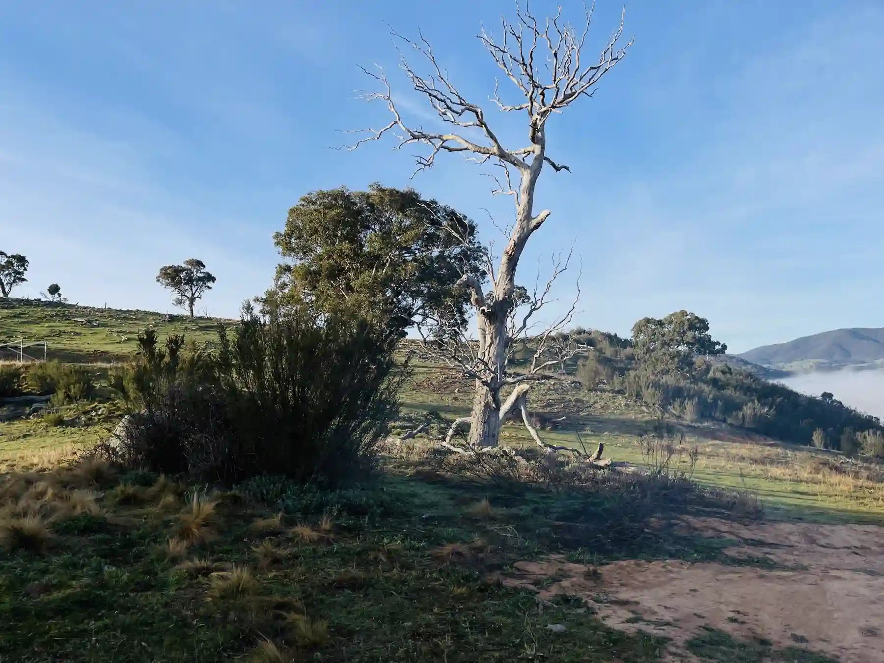 An old gum standing above the mist