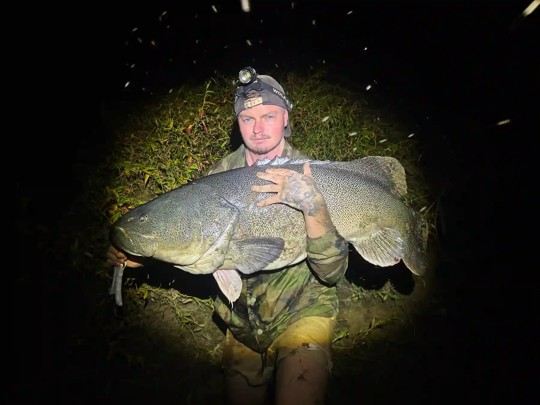 Murray cod from the local river country