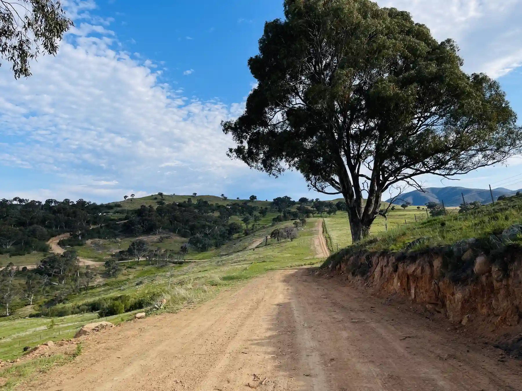 The internal track beneath an old gum