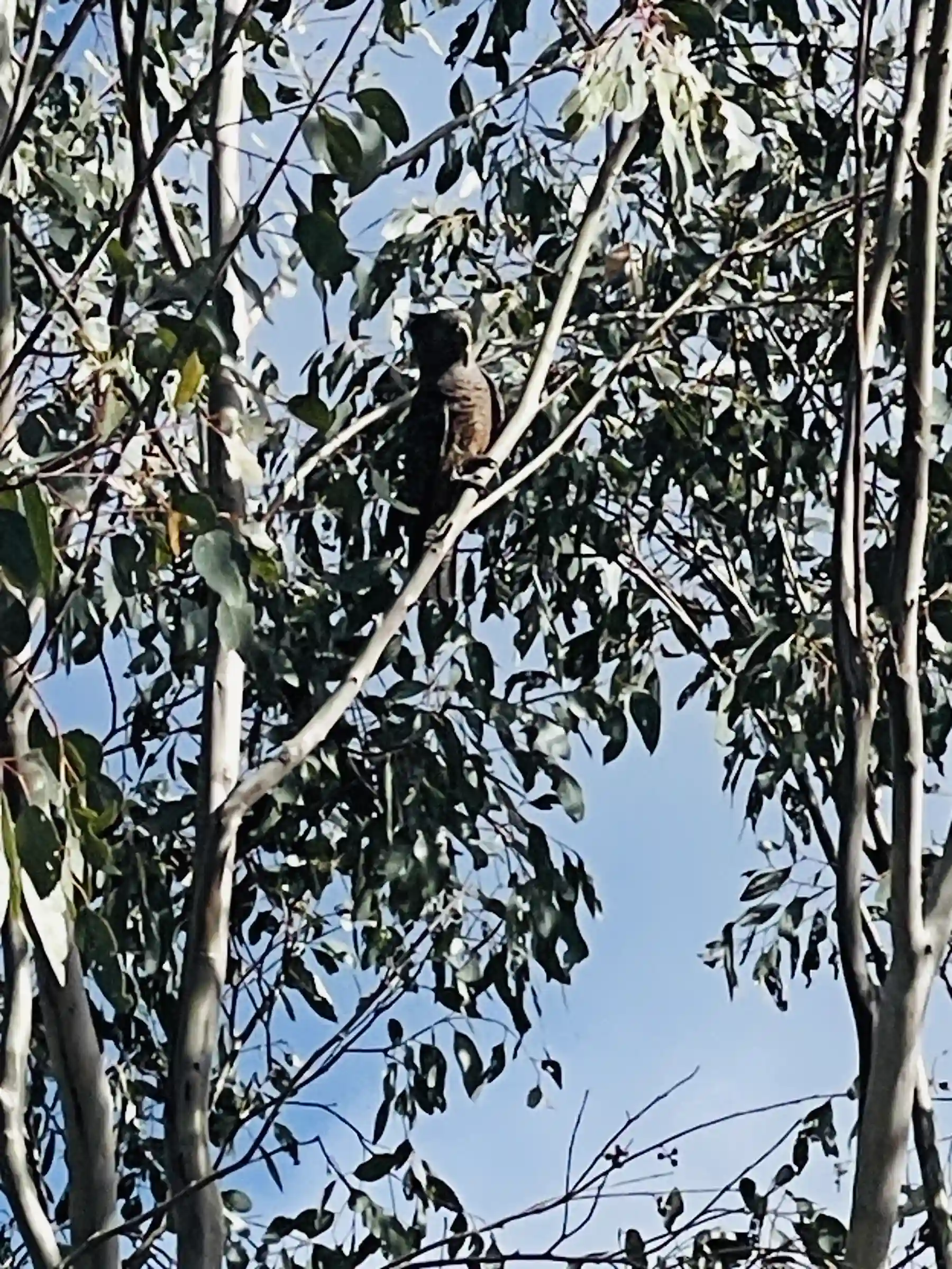 Birdlife in the river woodland