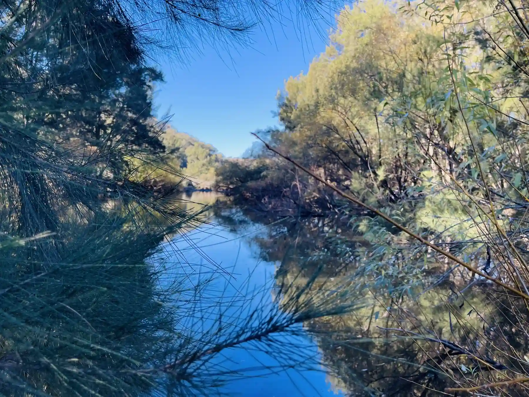 Still water beneath the river woodland