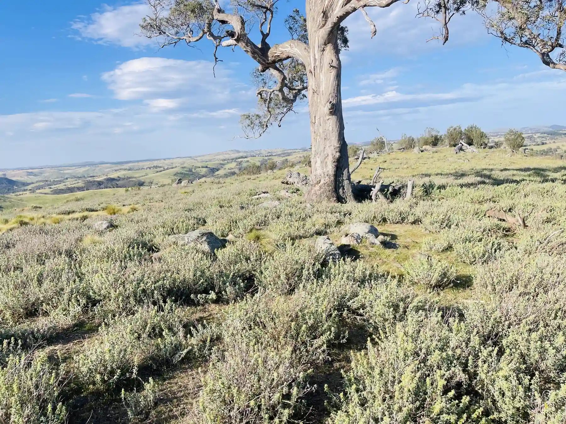 Native grassland beneath a veteran eucalypt